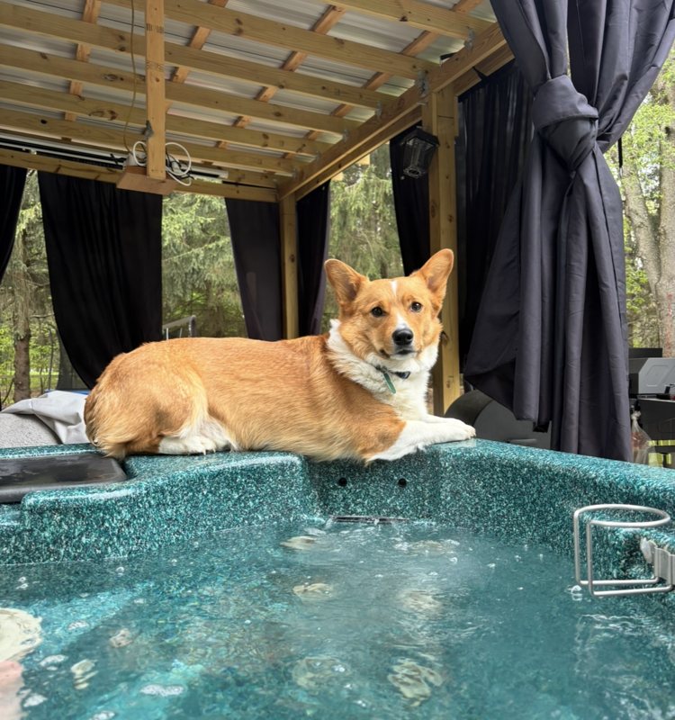 Cooper the corgi lounging on the edge of our hot tub