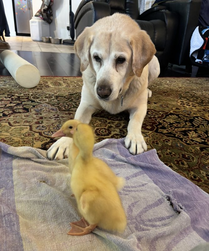 Jax the yellow Lab lying on a rug, gently meeting a baby duckling